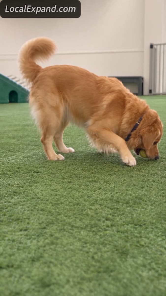 Pet Care Story